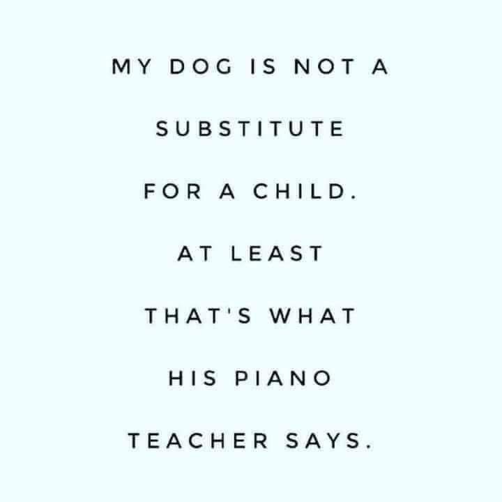 My dog isn't a substitute for a child, says his piano teacher. Ouch.