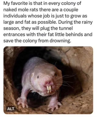 So apparently some naked mole rats become the colony's butt-plugs to save them from drowning. Nature is wild.