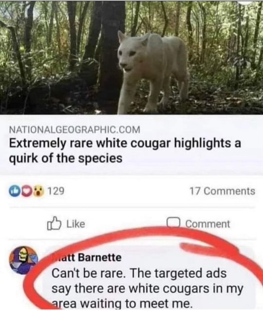 This guy's targeted ads are wild if he thinks that white cougar is rare