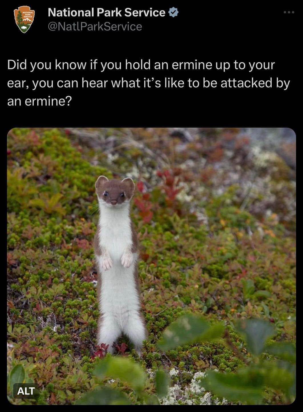 wait, so if I hold an ermine to my ear, I can hear what it's like to be attacked by an ermine? That's wild.