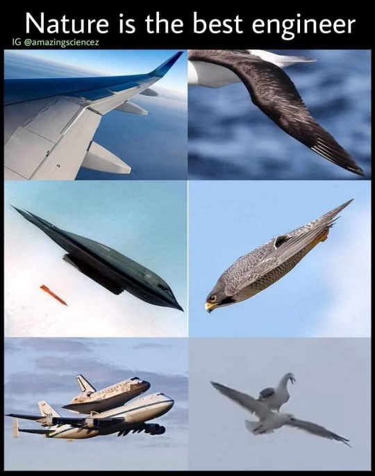 Nature basically invented airplanes and stealth bombers way before we did