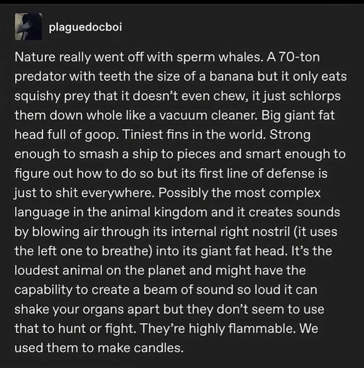 nature really said 'let's make the biggest, deadliest, loudest, shittiest, flammable thing ever' and called it a sperm whale