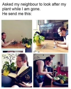 My neighbor sent me these pics to show he's taking good care of my plant. Pretty sure he's just messing with me.