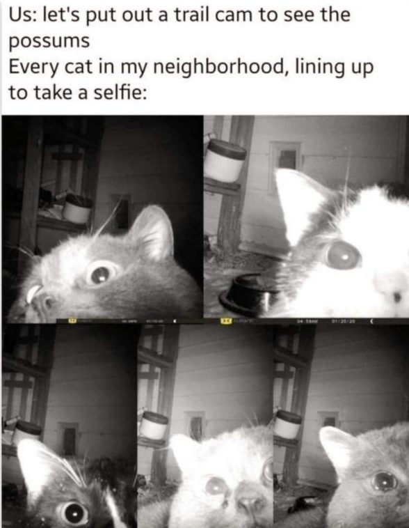 Thought we were gonna catch possums, but instead the neighborhood cats decided to give us a close-up.