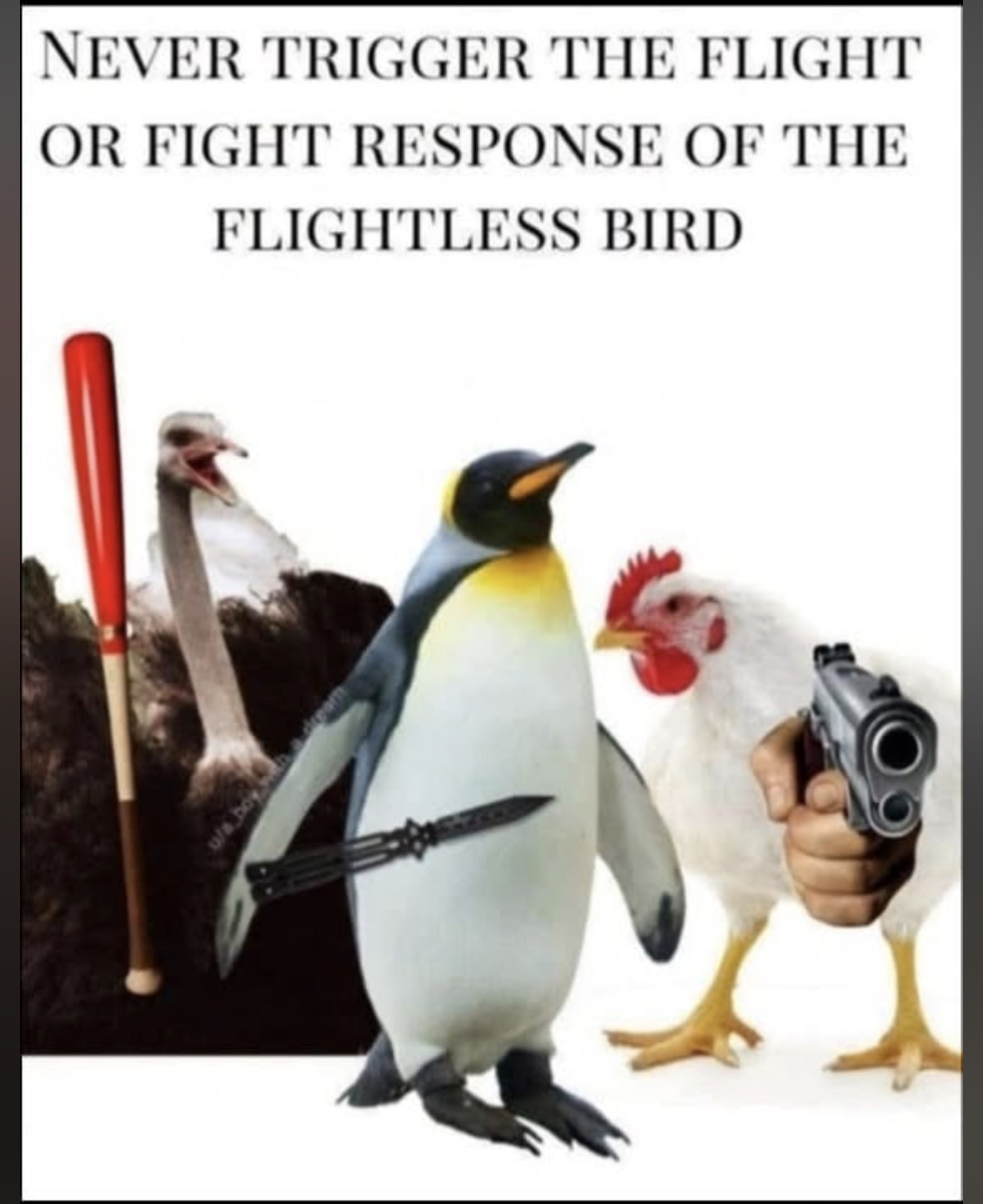 I'm pretty sure you don't want to mess with these flightless birds.