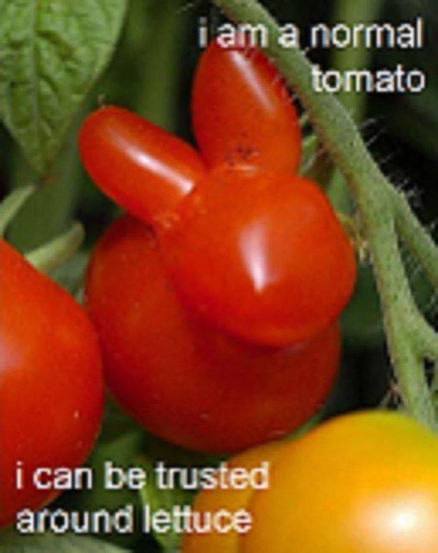 This tomato is definitely normal and has no unusual characteristics that would make it untrustworthy around any other vegetables.