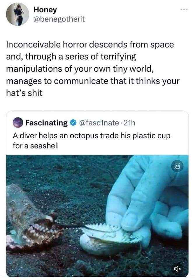 When the existential dread hits and you realize an octopus thinks your hat is trash.