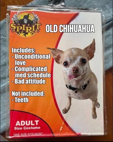 Lol imagine buying this old chihuahua costume, includes unconditional love but not teeth.