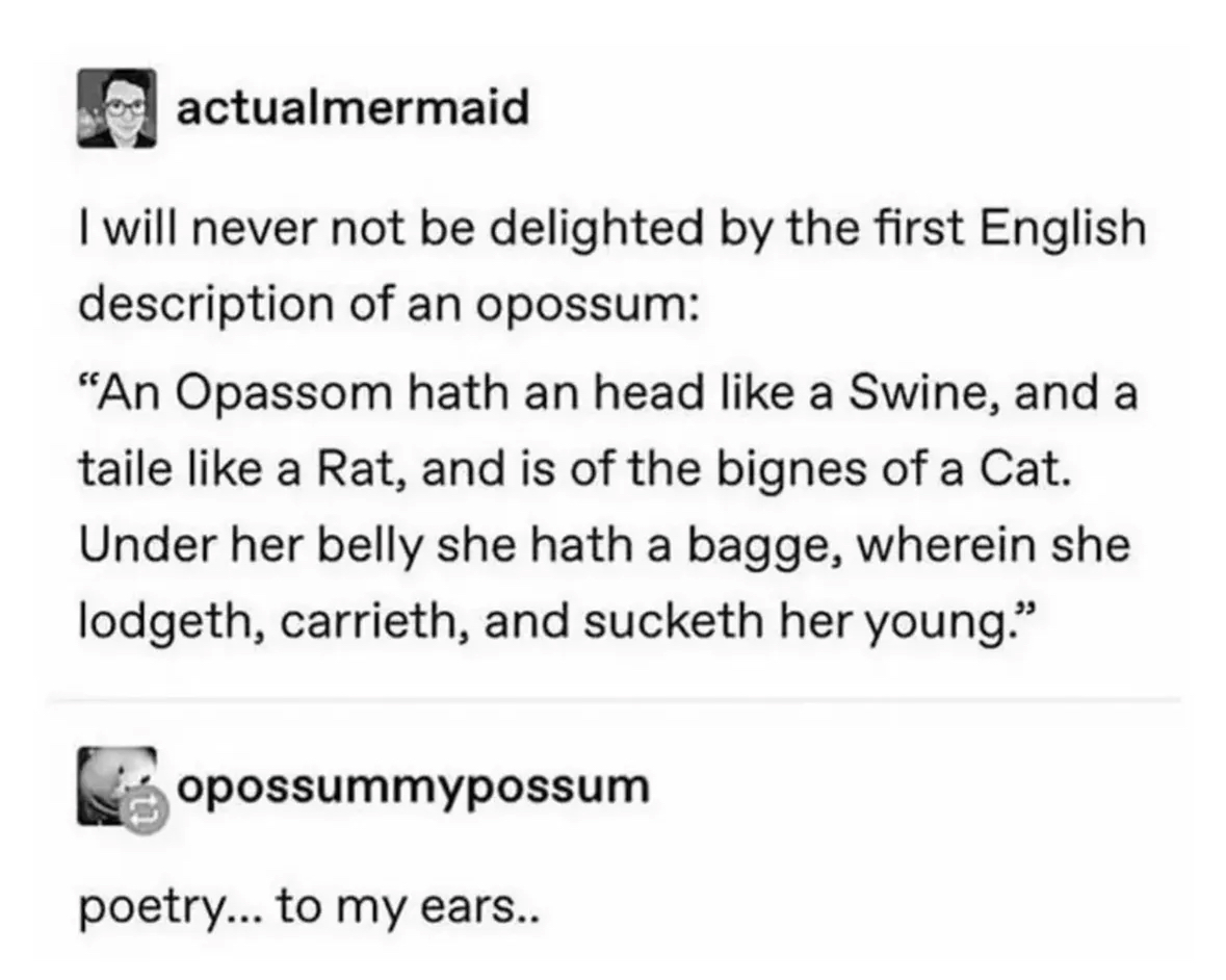 ngl this description of an opossum is somehow both accurate and hilarious