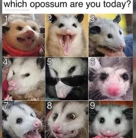 This is basically my mood board for the week. Which opossum are you?