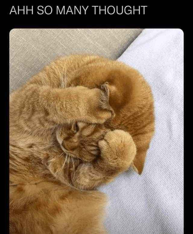 This cat is so stressed out, it's literally hiding from its own thoughts.