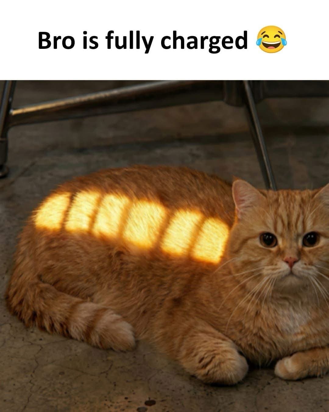 When you find the perfect sunbeam and absorb all its power