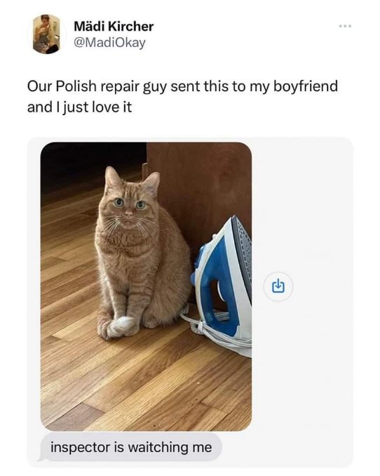 LMAO the repair guy sent his cat to inspect the work. "inspector is waiting me"