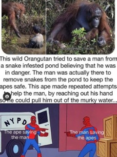 So the ape tried to save the guy but the guy was actually saving the apes, and now they're pointing like it's a classic misunderstanding.