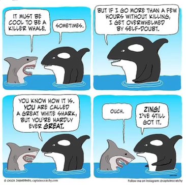 Lol, this shark is feeling himself after dropping a pun on the orca