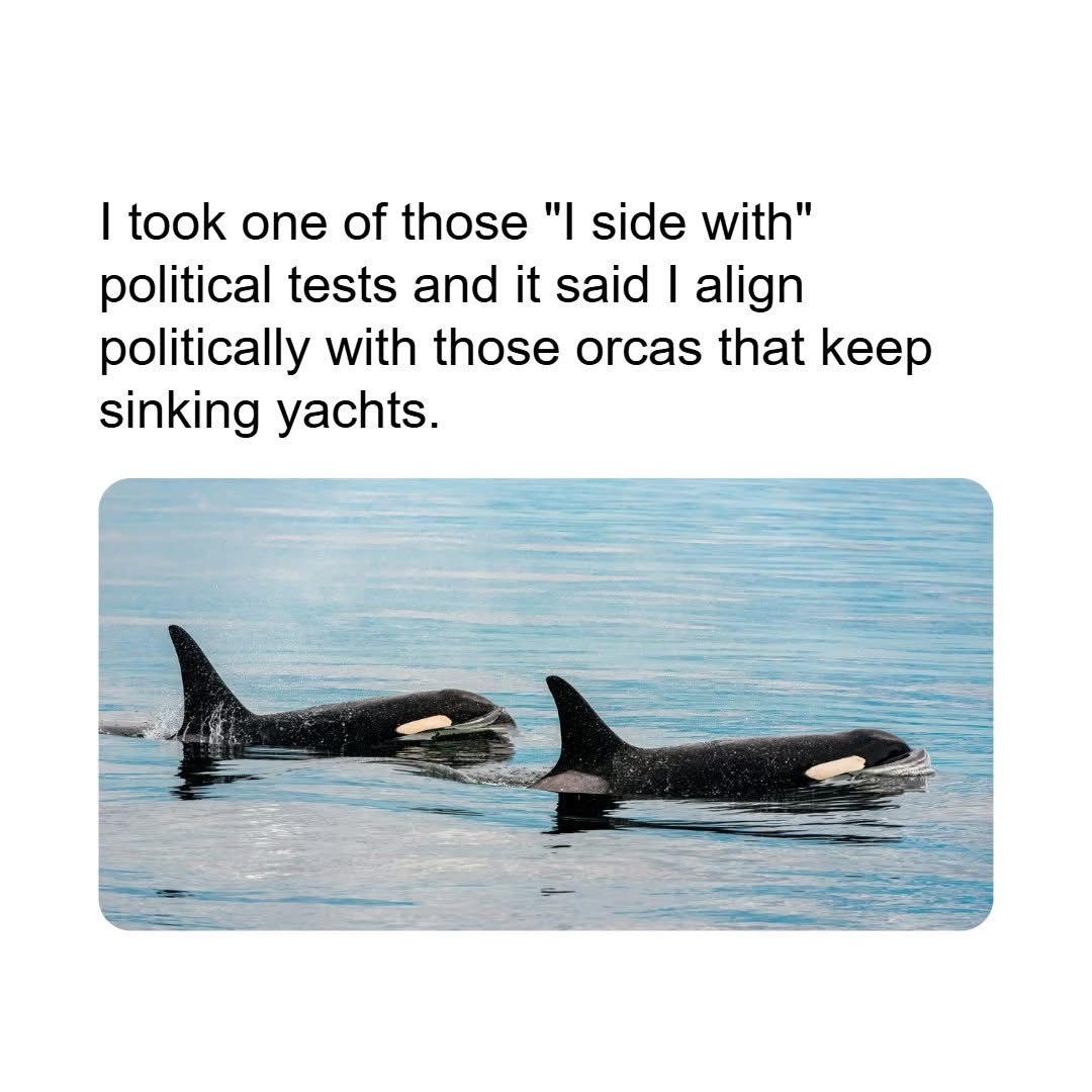 Me after taking a political quiz and finding out I align with orcas that sink yachts