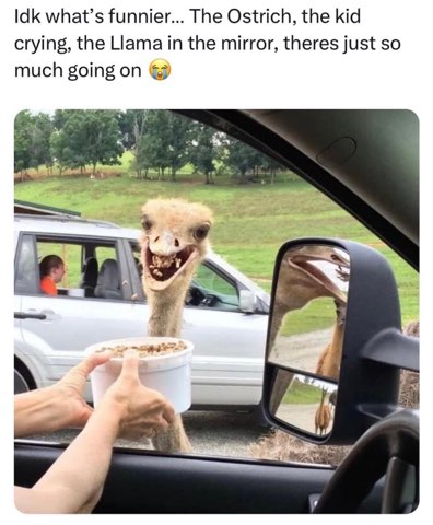 What is happening, this ostrich looks like it's seen some things and the kid is crying lol