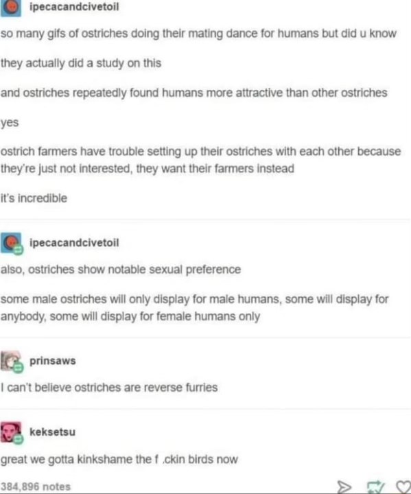 apparently ostriches would rather mate with their farmers than other ostriches and I'm not sure how to feel about this