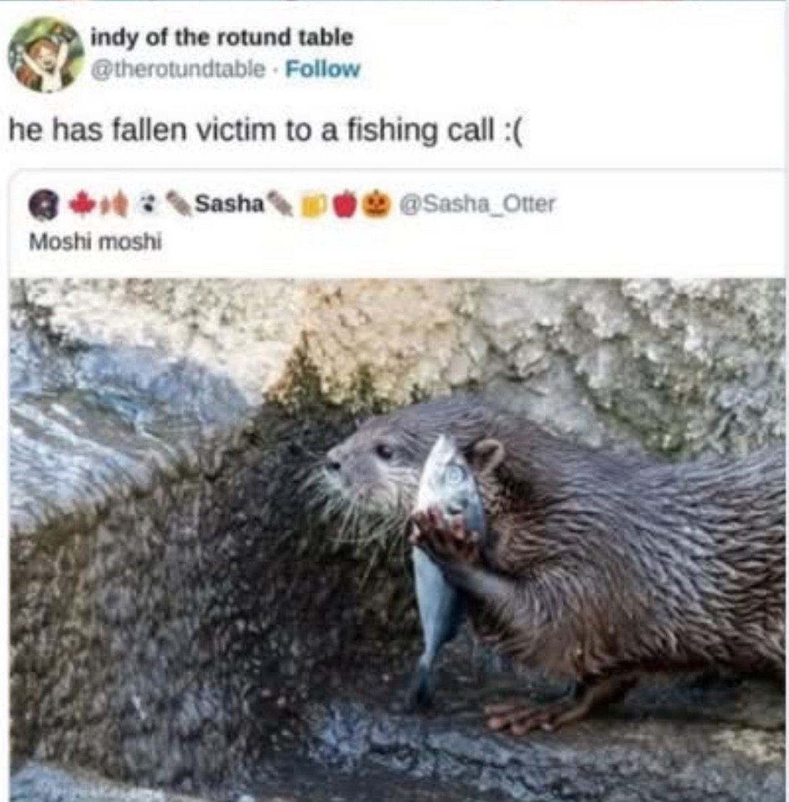 When you get a scam call but you're an otter and actually like fishing.