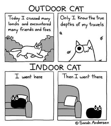 Outdoor cats vs indoor cats is so accurate: one experiences grand adventures, the other moves from the couch to a slightly different spot on the couch.