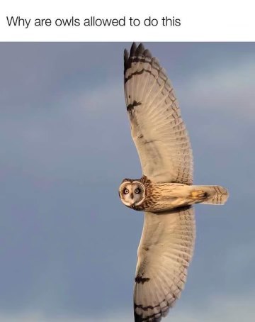 Imagine this owl is asking you for money