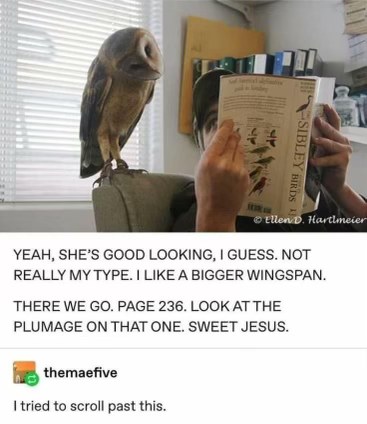 My owl reviewing my bird-watching choices like it's a dating app.