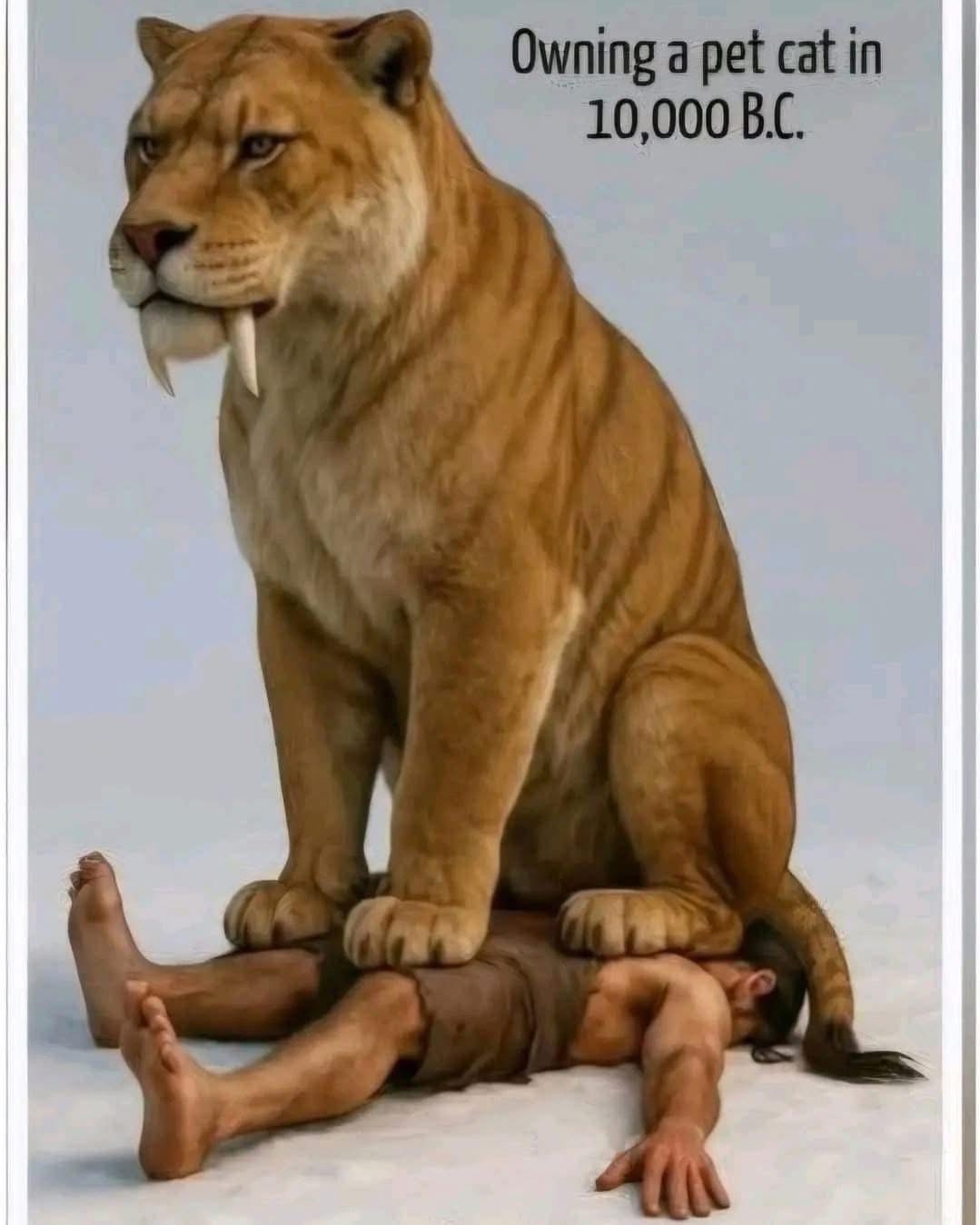 Owning a pet cat in 10,000 BC was probably a lot like this.