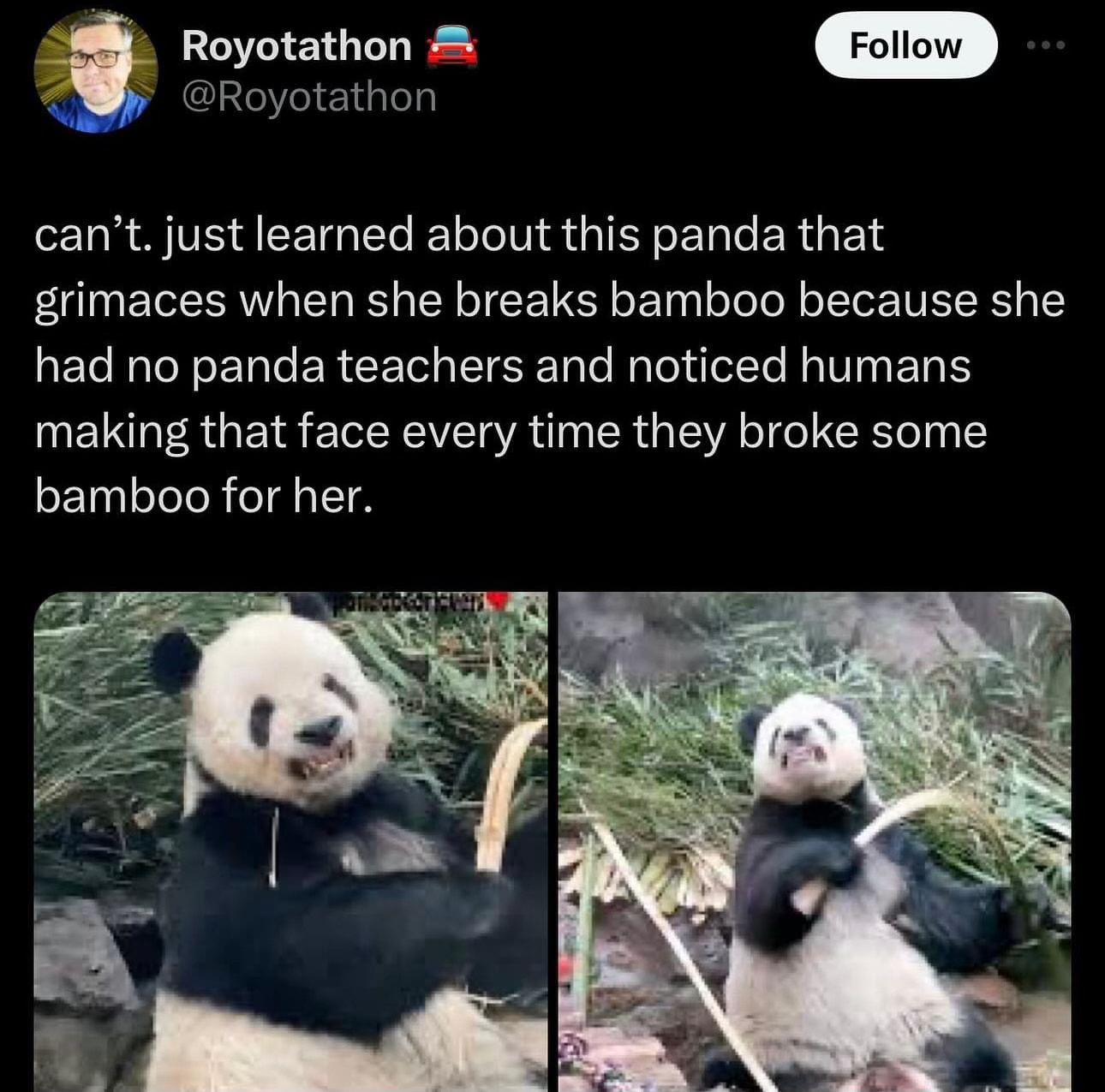 This panda learned to grimace from humans because she didn't have any panda teachers on how to break bamboo.