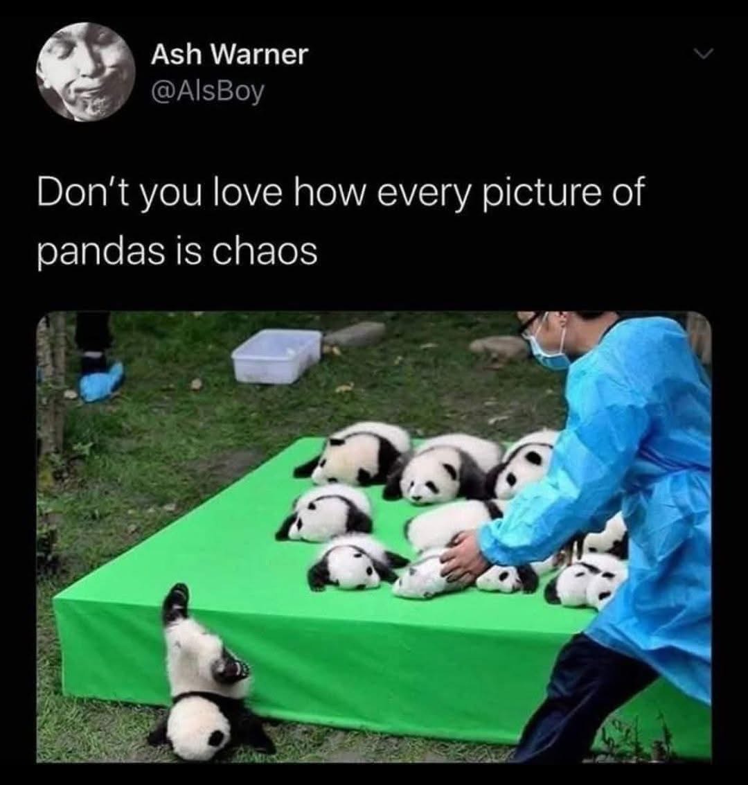 This picture perfectly captures why pandas are chaotic energy incarnate