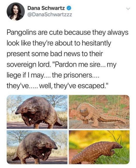 Pangolins look like they're about to deliver some awkward news to their king. 'Psst, sire... about those prisoners... they're gone.'