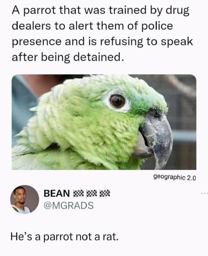 This parrot knows the code of silence. He's a parrot, not a rat.