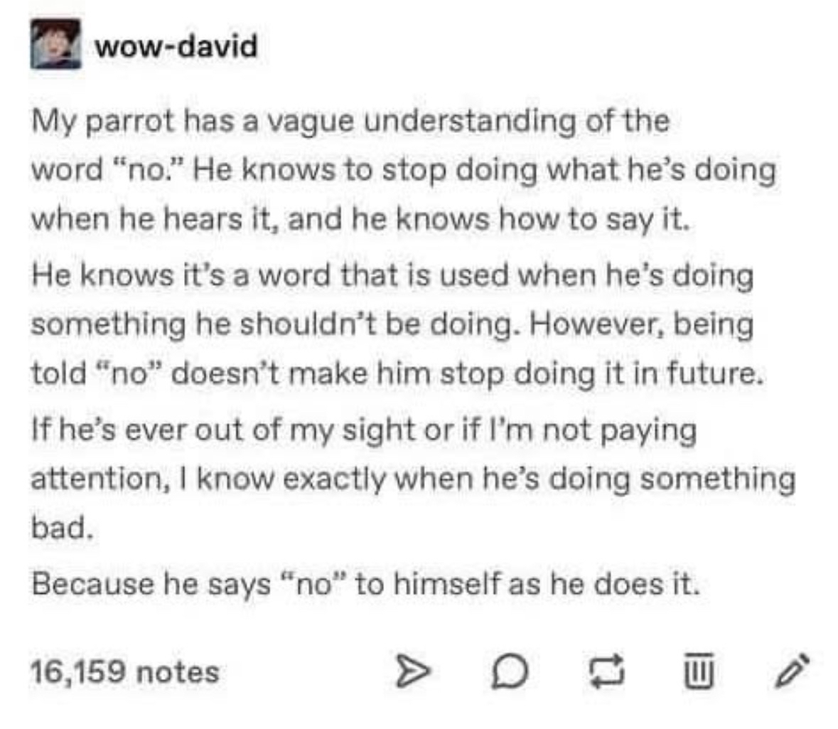 My parrot knows the word 'no' but only uses it to announce that he's doing something bad.