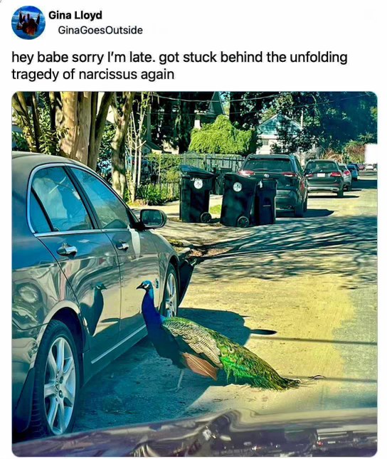 When you're stuck behind a peacock admiring its own reflection in a car