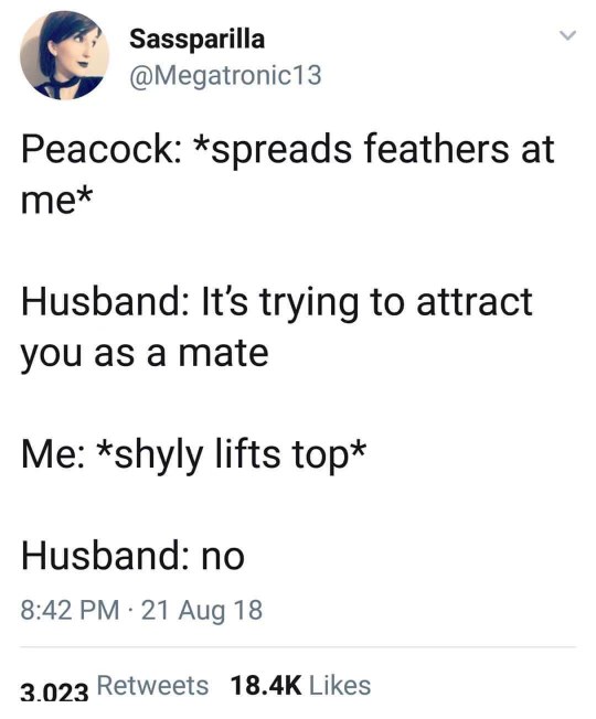 When the peacock is trying to attract you and you're ready to flirt back but your husband shuts it down immediately.