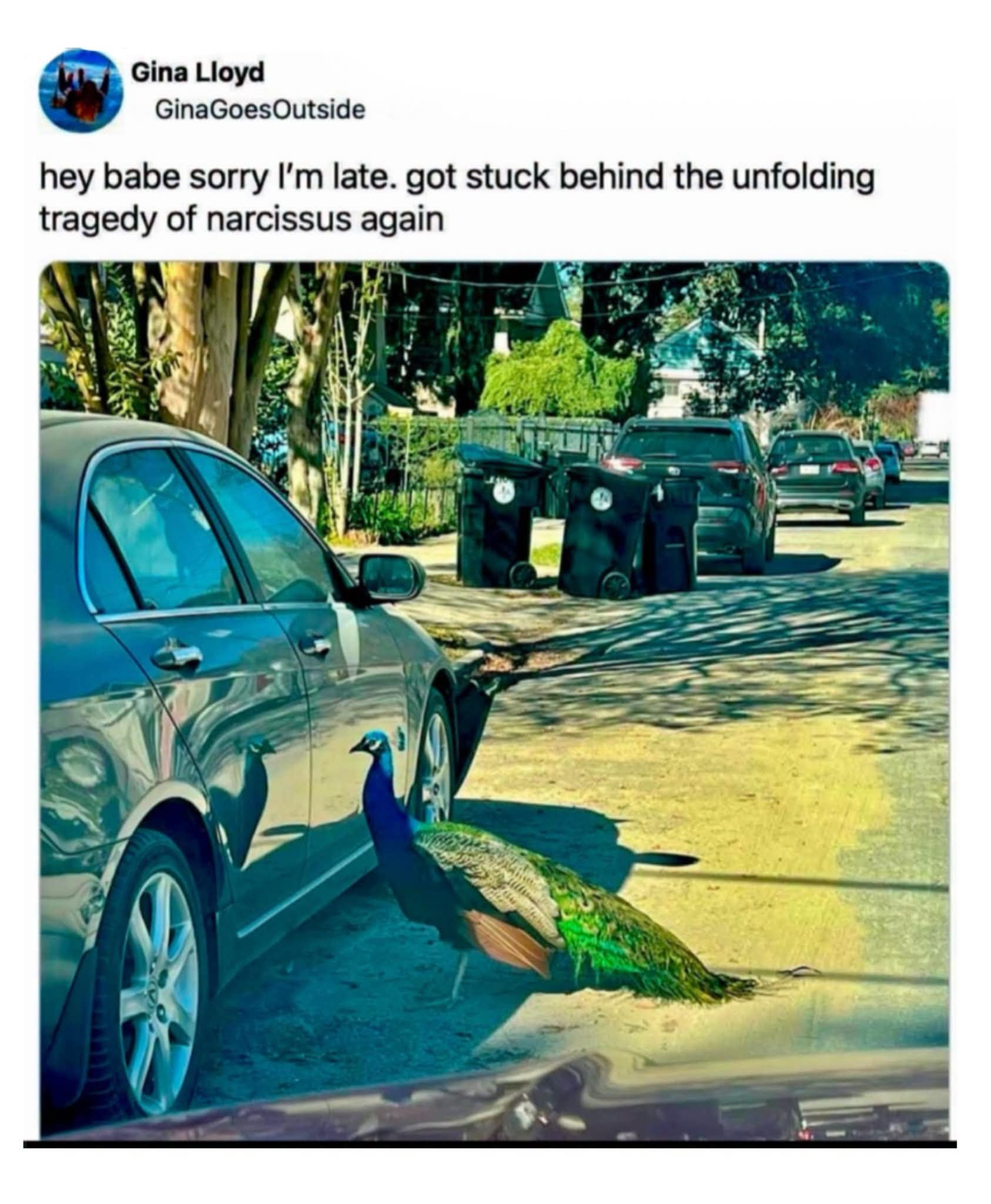 me getting delayed because a peacock decided to be dramatic in front of my car