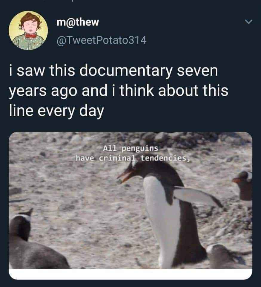 Me realizing all penguins are secretly criminals