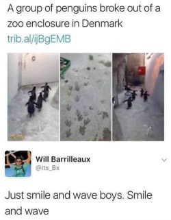These penguins escaped the zoo. Quick, look casual