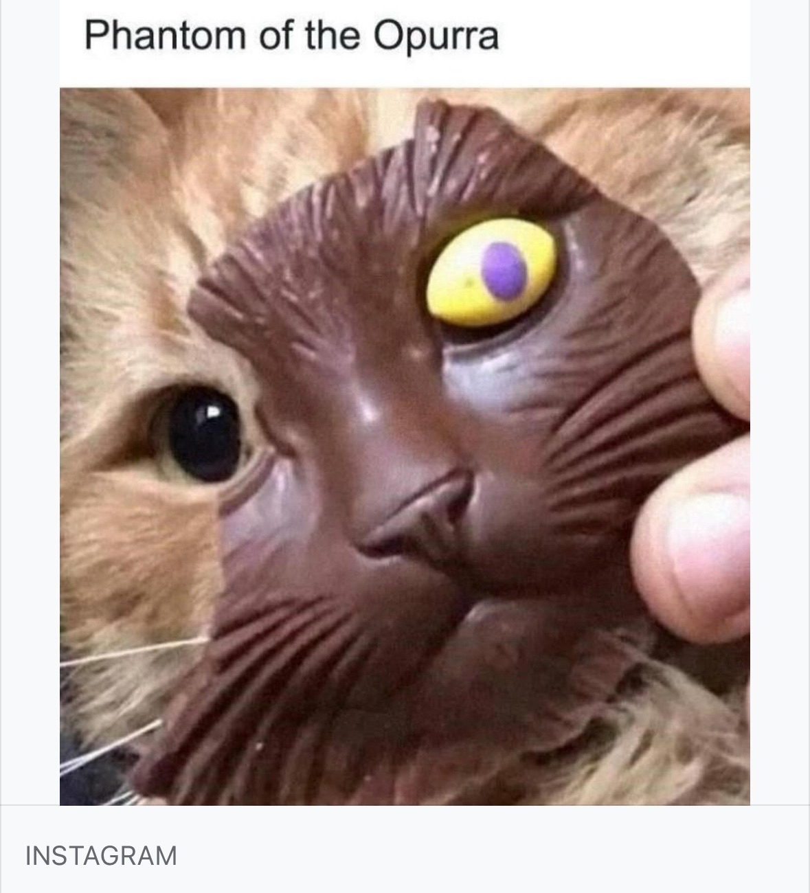 When your cat is part opera ghost, part delicious chocolate