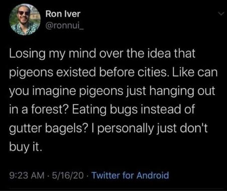 This tweet questioning whether pigeons existed before cities is making me lose it lol