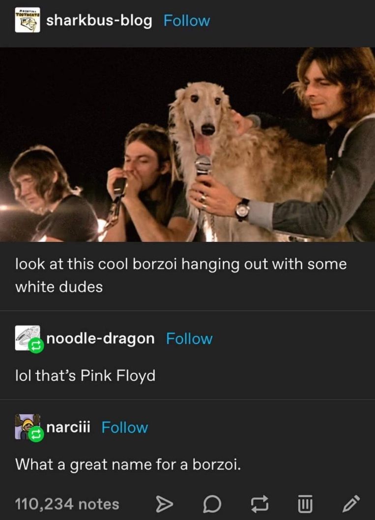 OMG, someone thought this borzoi was named Pink Floyd. LOL.