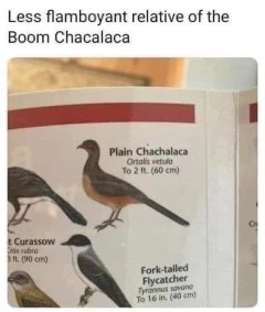 Apparently there's a bird called the 'Plain Chachalaca' and it's like the boring version of the 'Boom Chachalaca'.