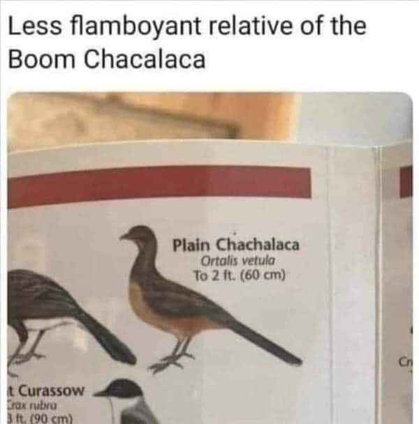 This bird is like the plain Jane version of the Boom Chacalaca