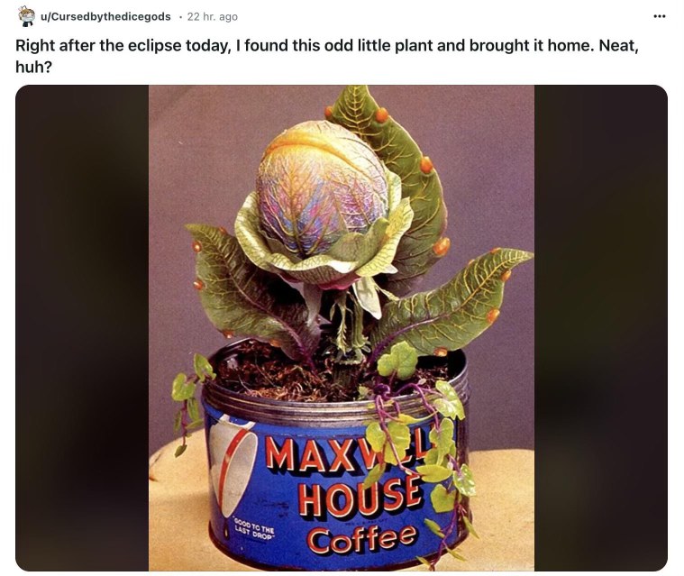 So this is what happens when you forget about your plant after the eclipse