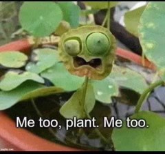 That feeling when you accidentally open the front camera. 

We're all looking at a weird plant.