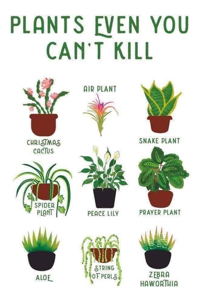 Finally, a list of plants I won't kill lol