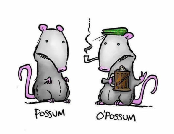 When you think you're fancy but you're still just a possum lol