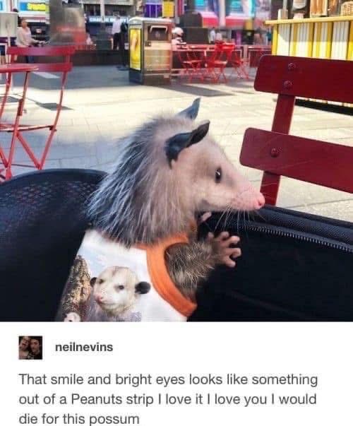 This possum looking like it's about to ask if you have any games on your phone.