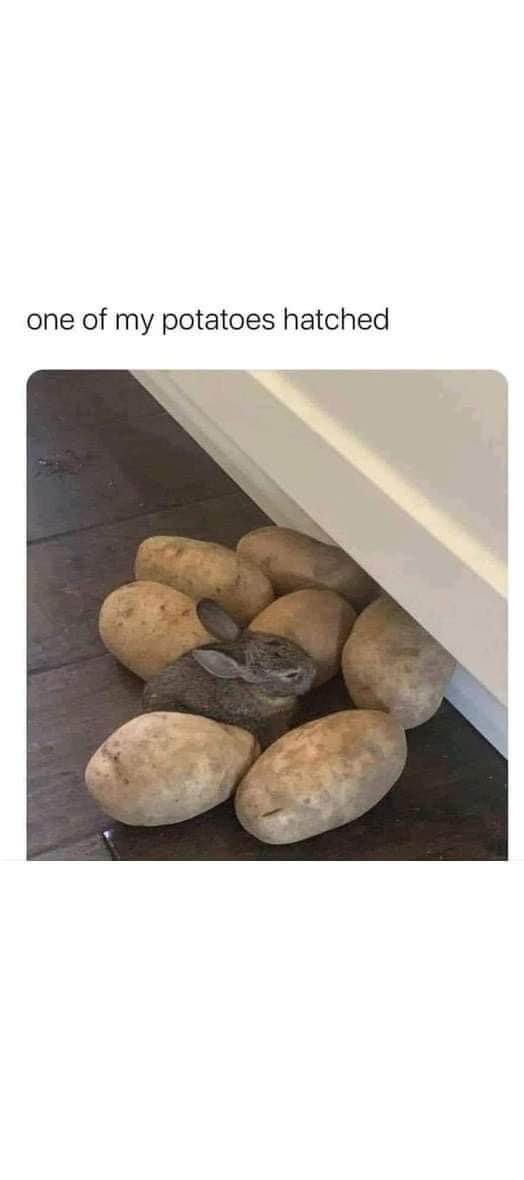 Guess my potatoes are growing bunnies now lol