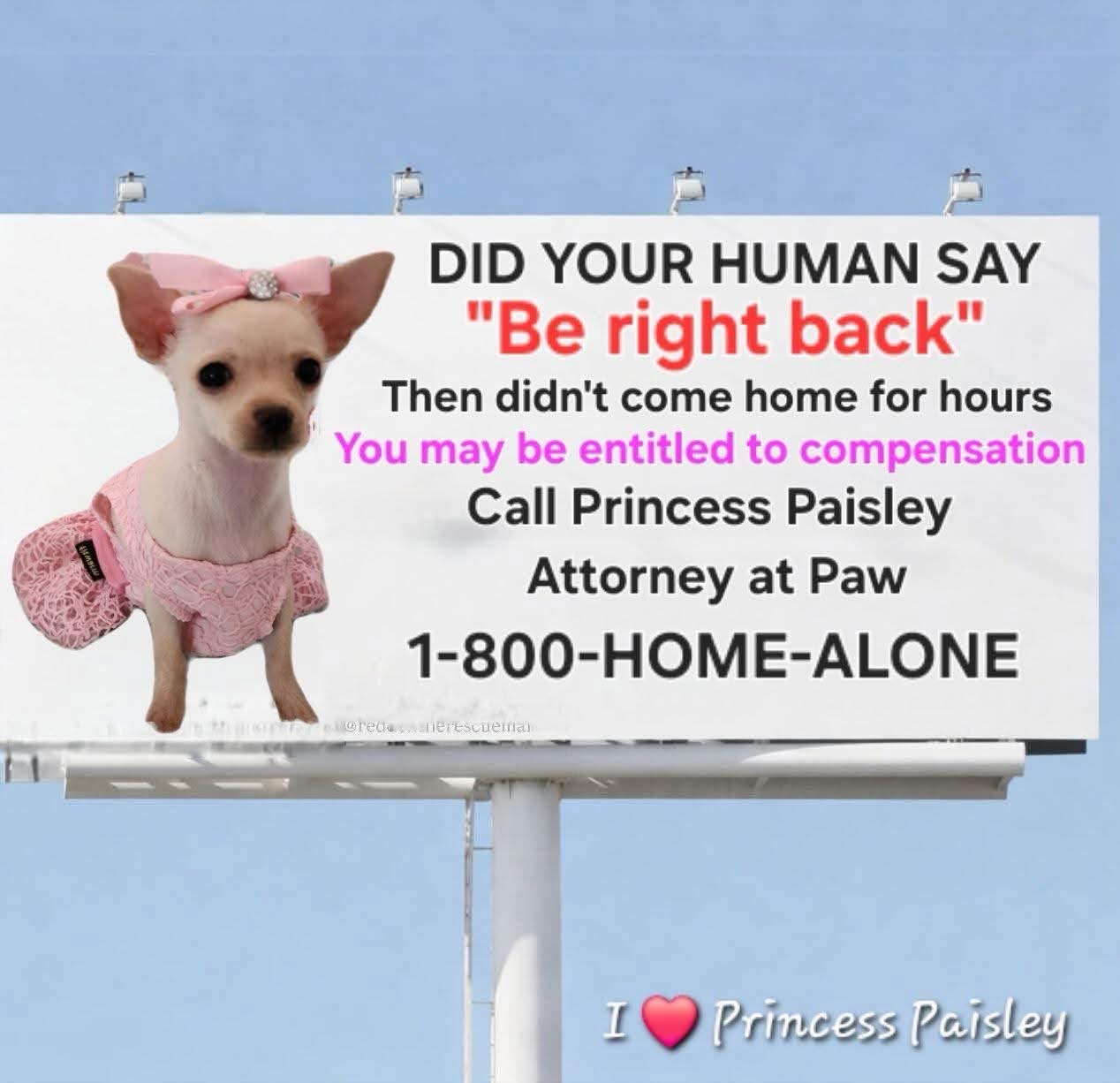 When your human leaves you for too long and you need legal representation for emotional distress.