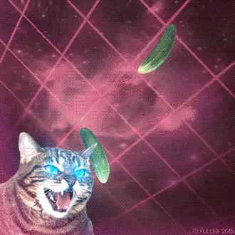 Cat is absolutely losing it over flying cucumbers. What is happening?